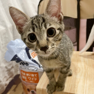 とにかく人が大好き！いつもべったりです！