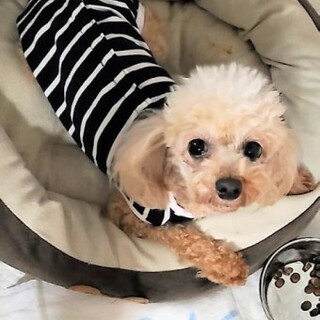 きっちゃん