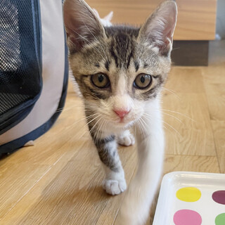 人見知り一切なし！甘えん坊です♪