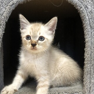 ありがとうございました★シャムふうの麿くん