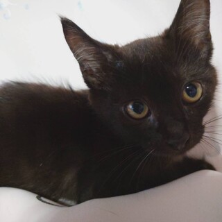 親子で捨てられていたところを保護しました