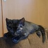 ☆子猫☆里親様募集 サムネイル5