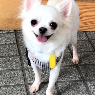 風鈴