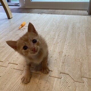 【有難うございました】茶トラの仔猫