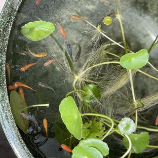 ミックスメダカ