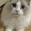 少しツンデレな男の子です