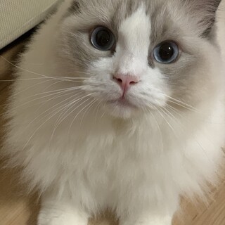 少しツンデレな男の子です