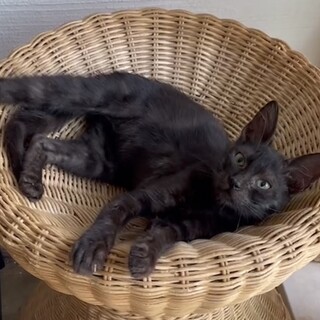 超甘えん坊　猫初心者向け黒猫♂3か月