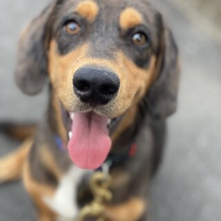 若くて元気な【ローランド】12キロ