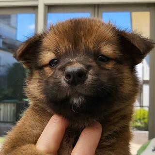 生後45日程の赤ちゃん♂②
