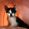 人馴れ抜群甘えん坊のいずみちゃん