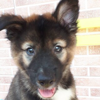 人懐っこいモンブラン！