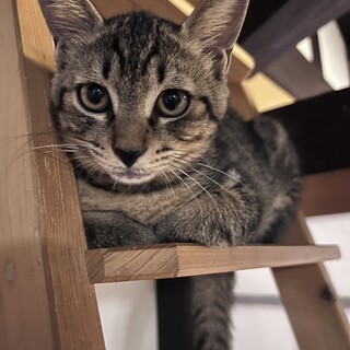 元気なイケメン★キジトラちゃん