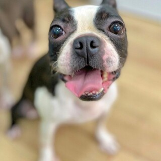 ことぶき）立ち姿が凛々しい美犬さん