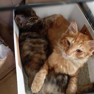 雑種長毛茶トラオス5ヶ月