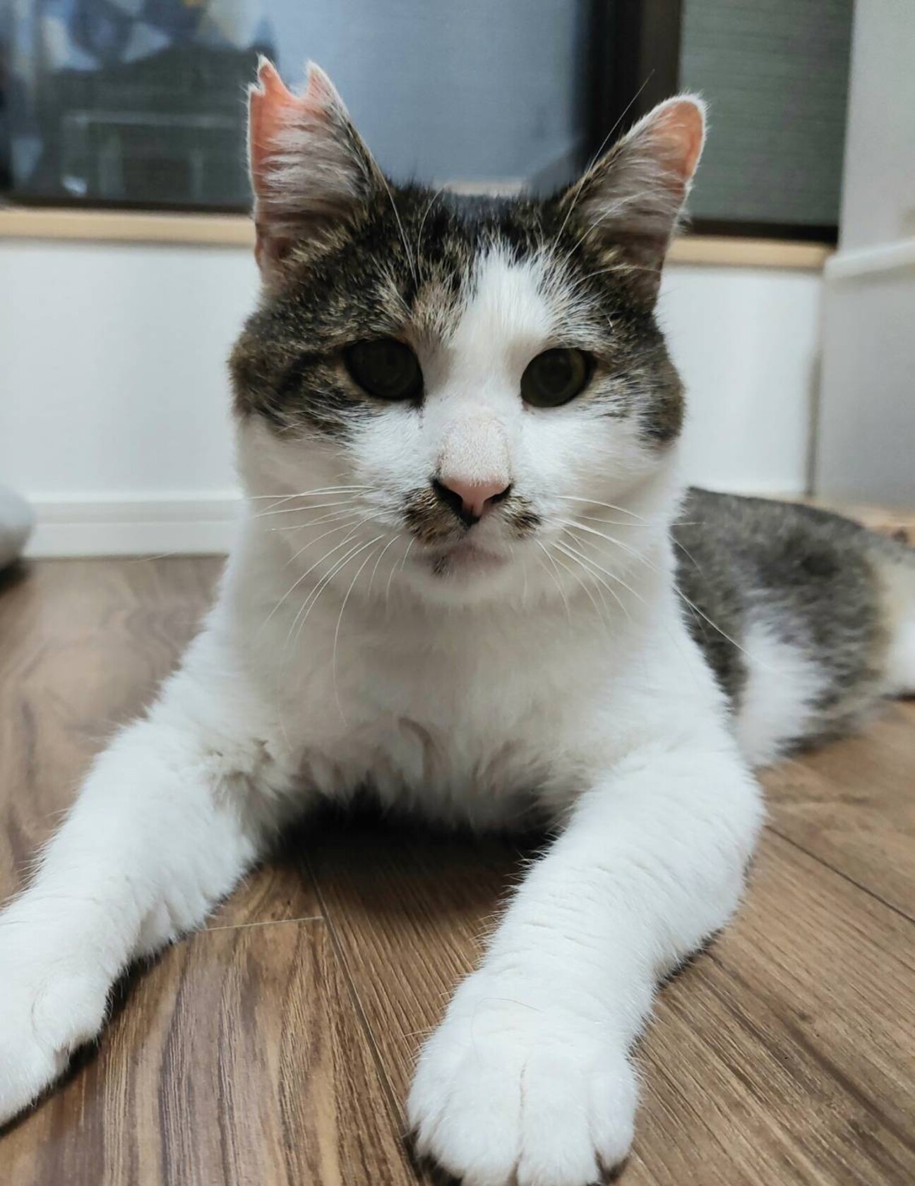 10/8さいたま市桜区参」埼玉県 - 猫の里親募集(421830) 1枚目の画像