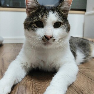 10/8さいたま市桜区参加！にゃん次郎　単身者可