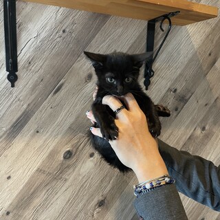 スタイルのいい黒猫の子猫「ふうま」くん(^^)