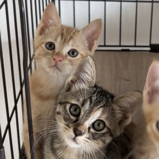 【9/11芝浦】5/2生★天津甘栗兄妹をペアで