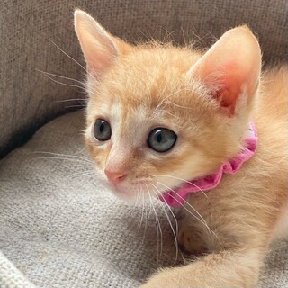 「トライアル予定」おっとり「メイジ」くん❤