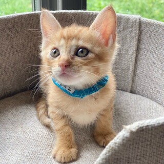 「面談予定」陽気なのんびり坊や「ブルボン」くん❤