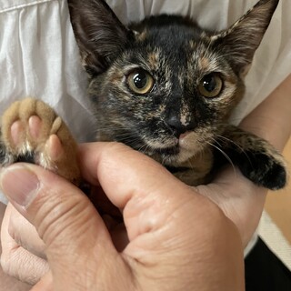 キュートなサビちゃん⭐︎ウェンディー