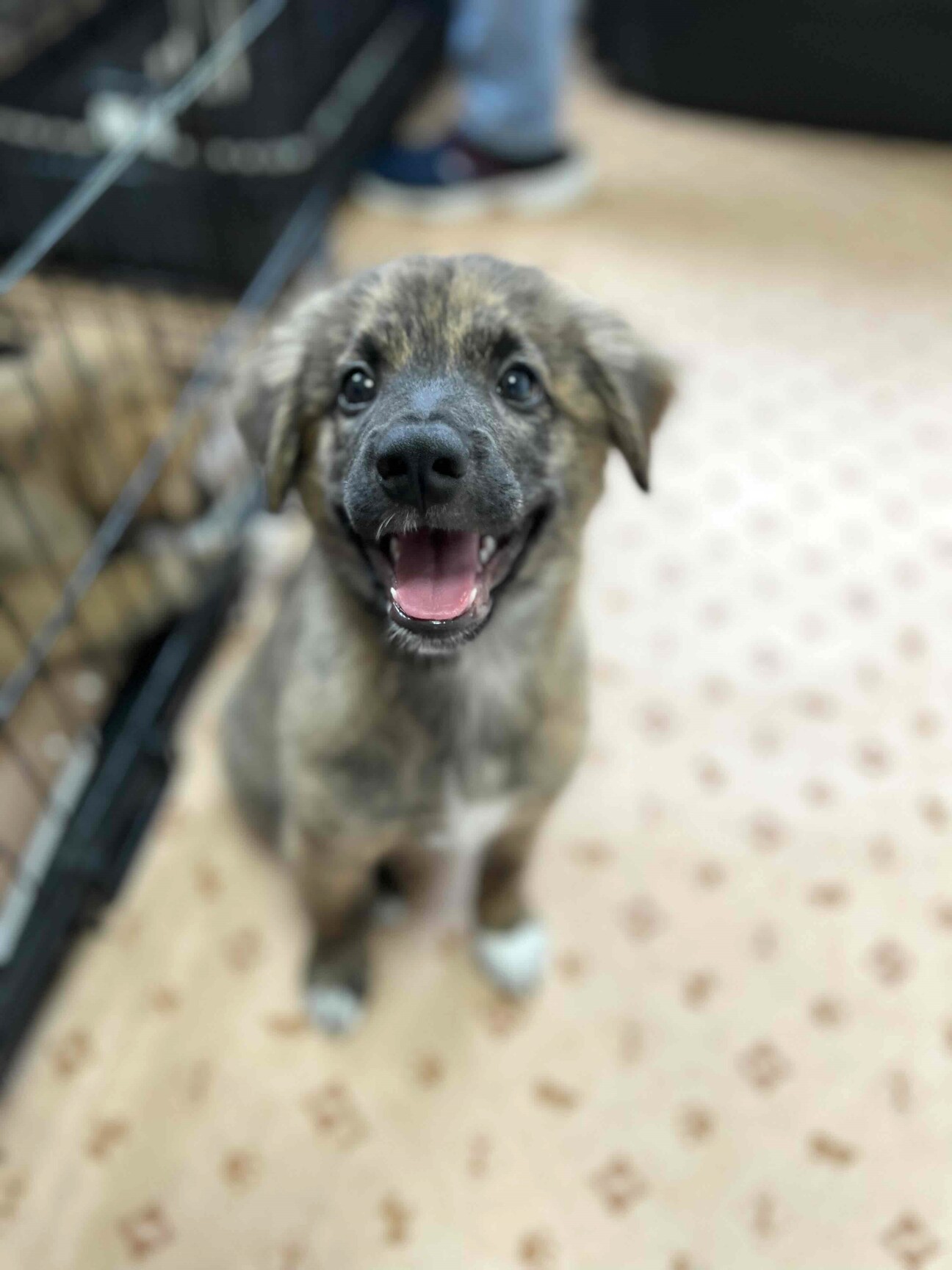 笑顔が可愛い琉球犬ミック 東京都 犬の里親募集 4270 ペットのおうち 月間利用者150万人