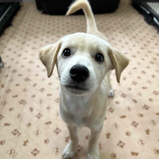 クリクリお目目のラブラドール風女の子、メルちゃん♪