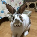 保護うさぎ・シュートくん