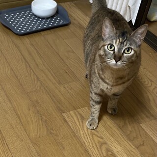 ねこが好きな女の子