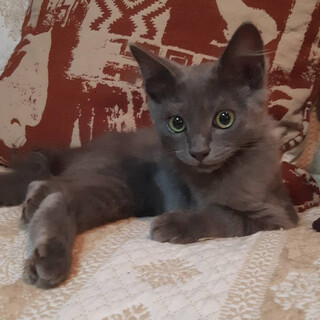 グレー長毛イケメンのテン君。人馴れバッチリ