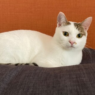 のんびり屋さんの蘭丸くん