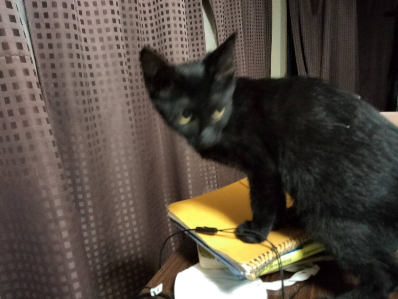 大人猫大好きシルキーな毛並み金色の目　黒猫♂3か月 サムネイル1