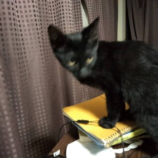 大人猫大好きシルキーな毛並み金色の目　黒猫♂3か月