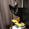大人猫大好きシルキーな毛並み金色の目　黒猫♂3か月 サムネイル1