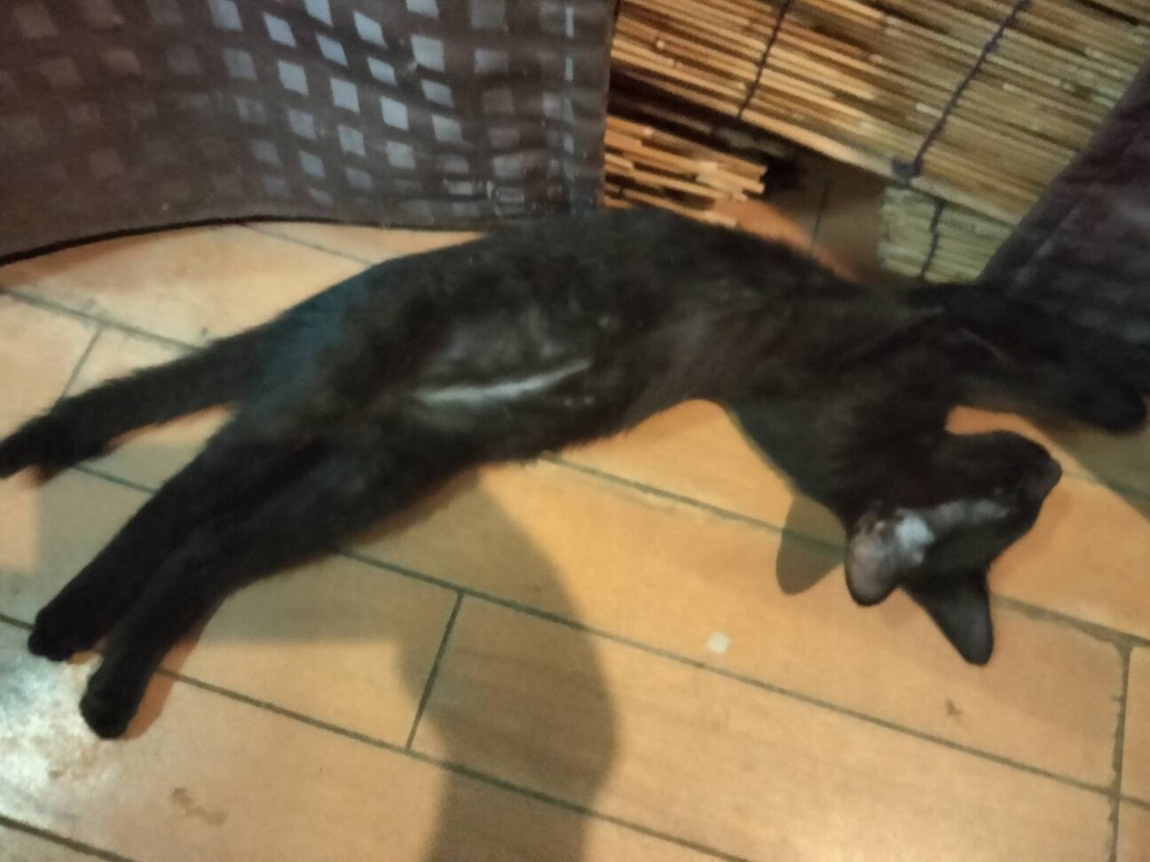 大人猫大好きシルキーな毛並み金色の目　黒猫♂3か月 サムネイル2