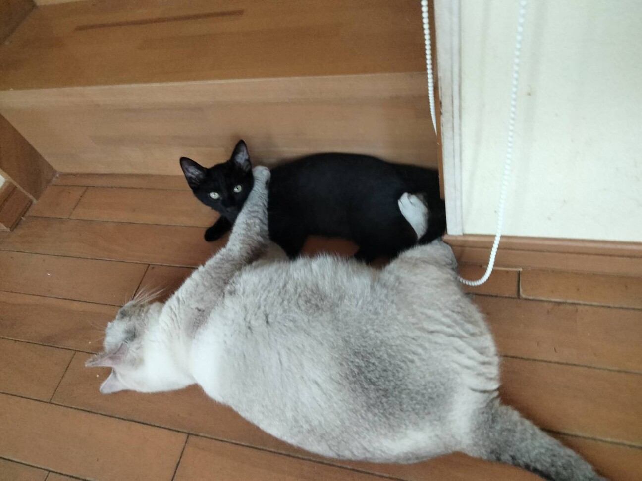 大人猫大好きシルキーな毛並み金色の目　黒猫♂3か月 サムネイル3