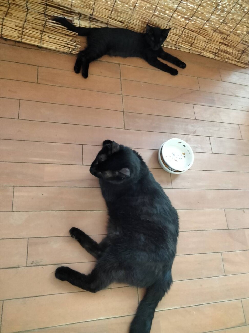 大人猫大好きシルキーな毛並み金色の目　黒猫♂3か月 サムネイル4