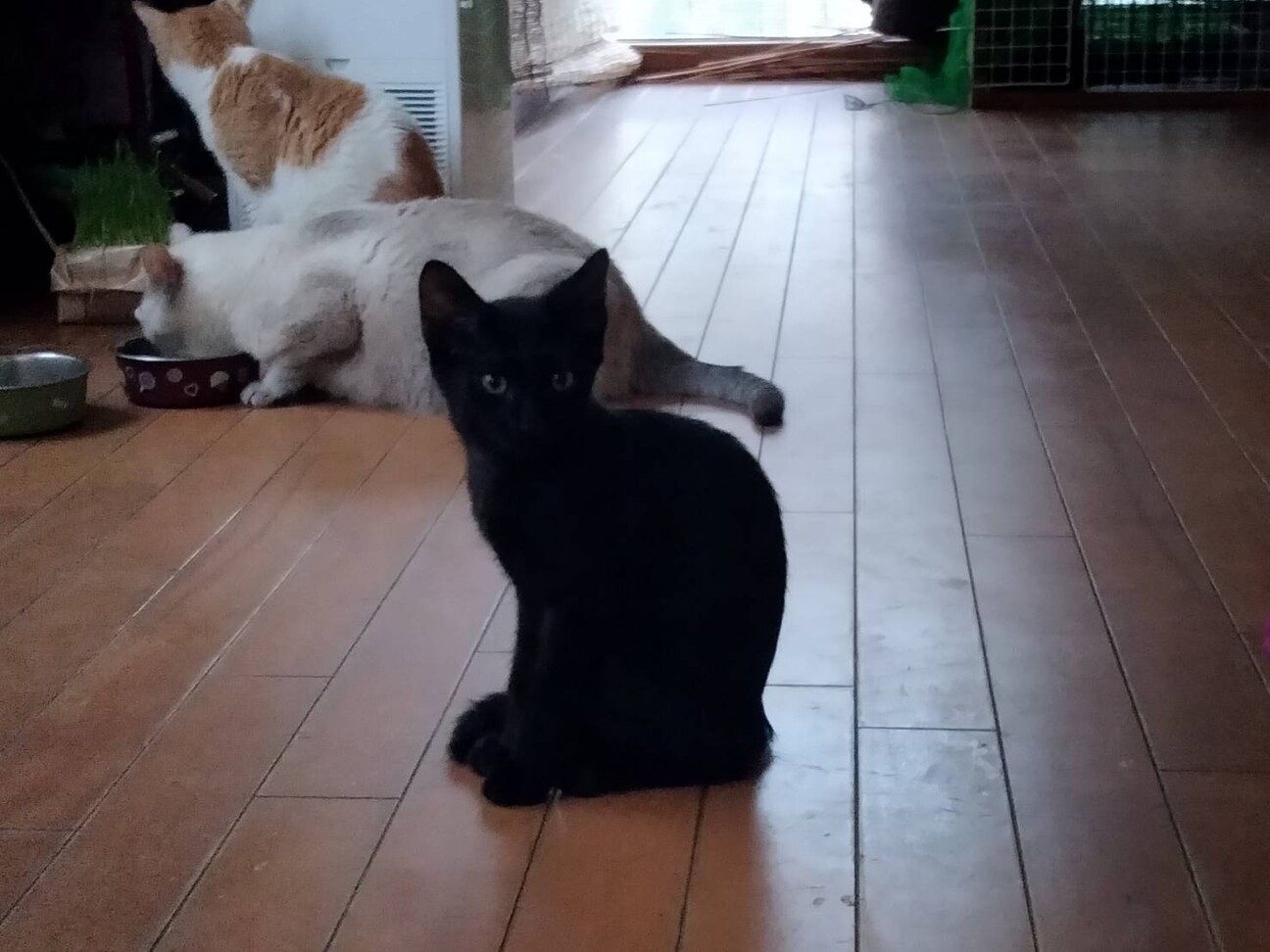 大人猫大好きシルキーな毛並み金色の目　黒猫♂3か月 サムネイル5