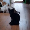 大人猫大好きシルキーな毛並み金色の目　黒猫♂3か月 サムネイル5