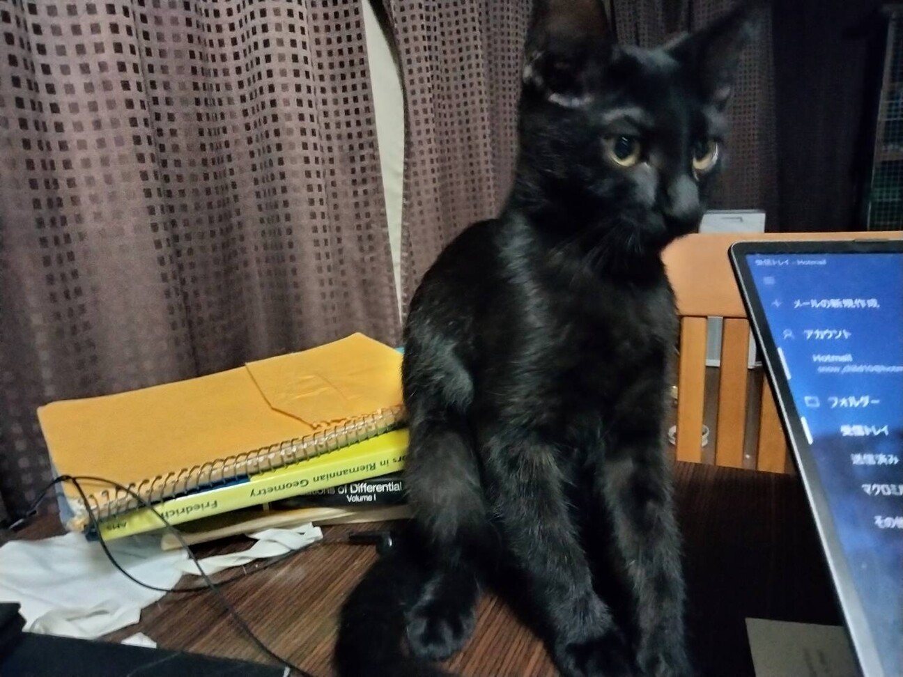 大人猫大好きシルキーな毛並み金色の目　黒猫♂3か月 サムネイル6