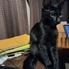 大人猫大好きシルキーな毛並み金色の目　黒猫♂3か月 サムネイル6