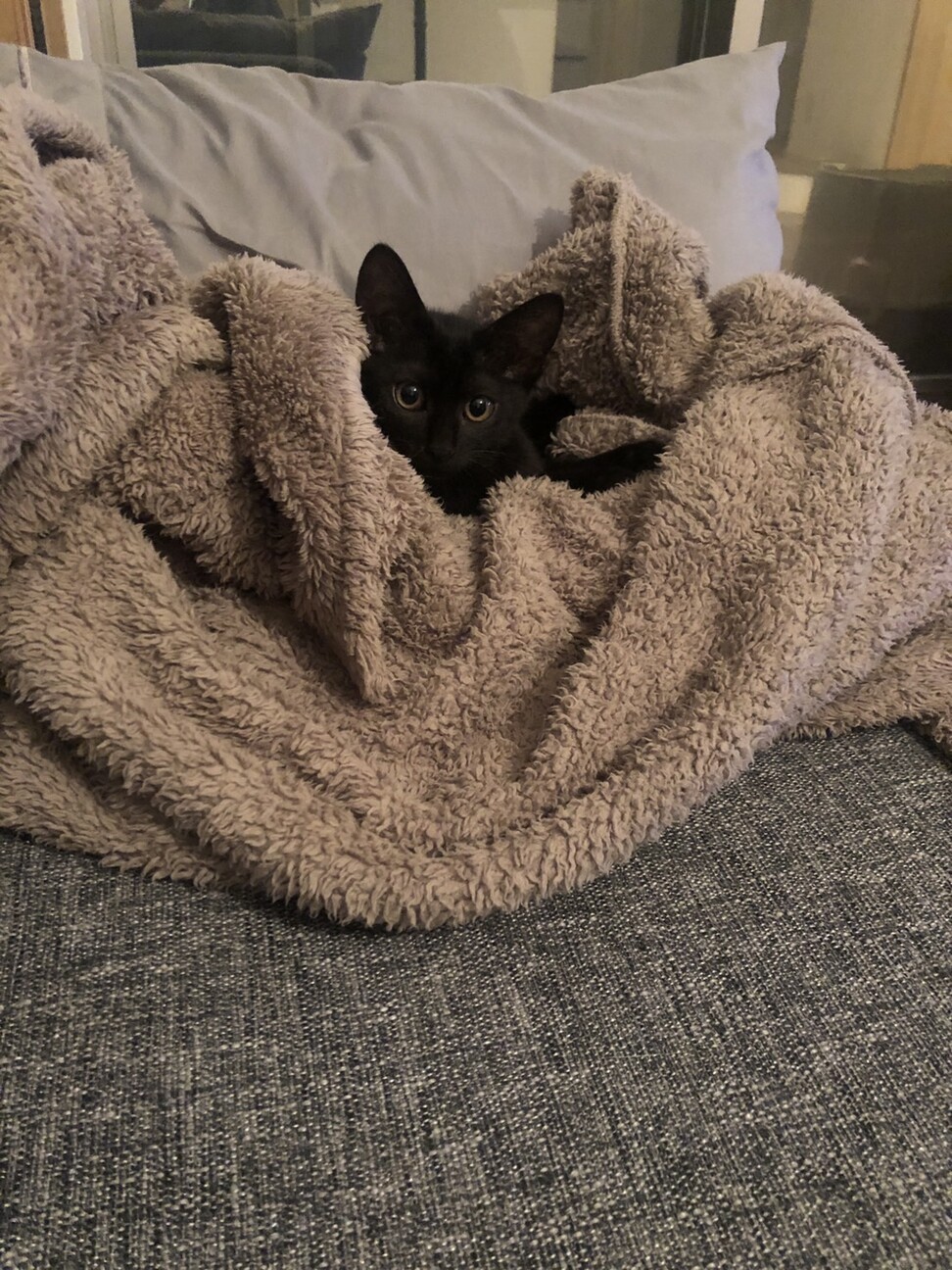 大人猫大好きシルキーな毛並み金色の目　黒猫♂3か月 サムネイル7