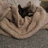 大人猫大好きシルキーな毛並み金色の目　黒猫♂3か月 サムネイル7