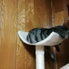 の写真