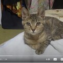 里親募集中 福島県 子猫が自宅に住み着いた