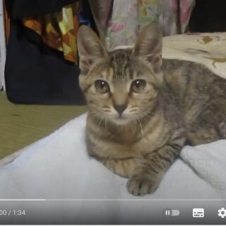 里親募集中 福島県 子猫が自宅に住み着いた