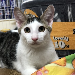 マコトくん