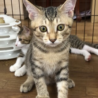 まるくて可愛ありキジトラくん