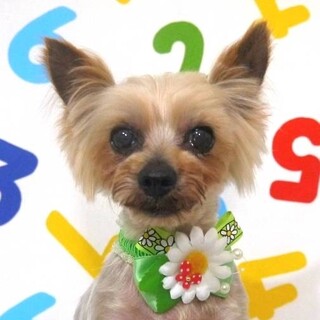 きょうどう）おとなしい穏やかヨーキー女子